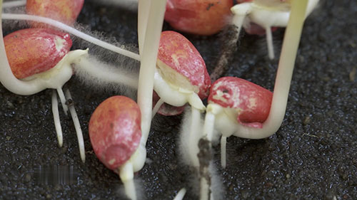 发芽测试和种子生长