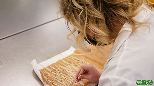 种子质量测试的操作