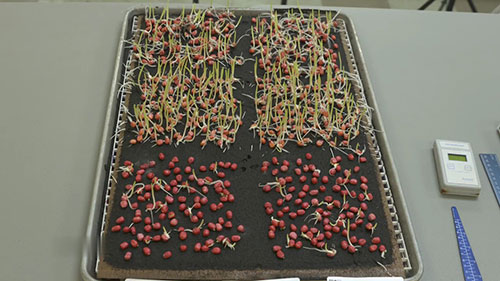 种子的饱和冷萌发测试