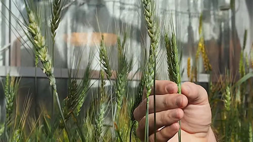 农作物的快速育种