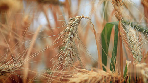 小麦育种的创新技术