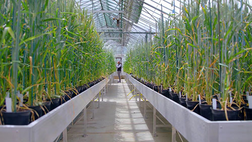 谷物育种质量和粮食安全