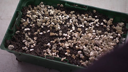 种子发芽和幼苗成长