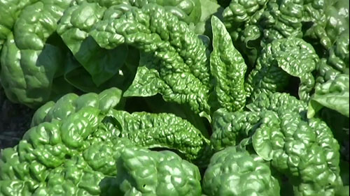 有机种子的重要性