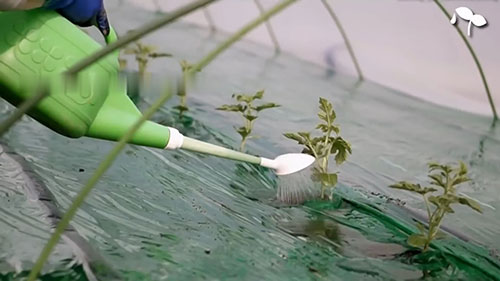 种植最昂贵的西瓜