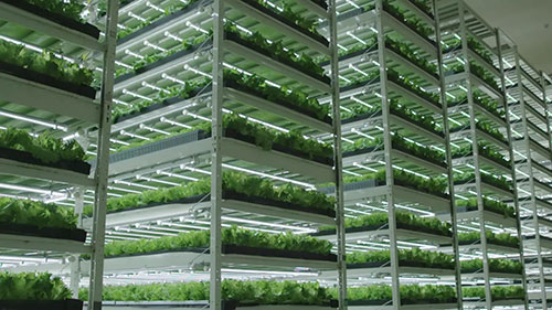 东京的垂直农场