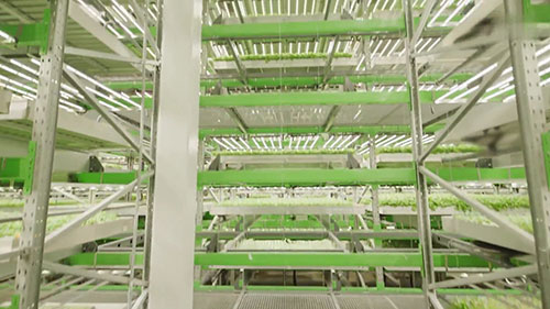 在垂直农场内种植草莓