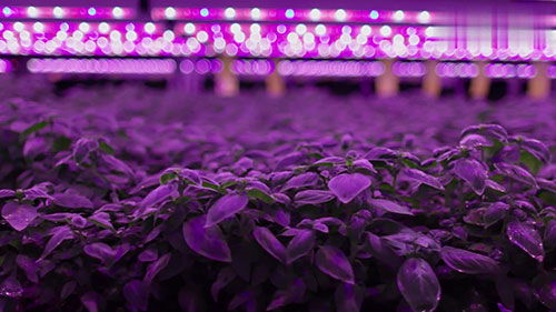 垂直农业能养活我们吗