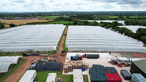 全年都可以种植草莓