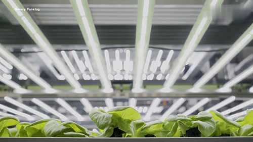 在垂直农场里种浆果