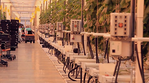 垂直农场和农业未来