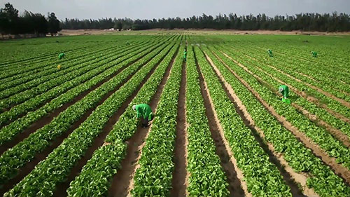 荷兰如何实现农业高效