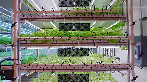 室内农业和技术