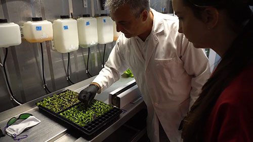 水培技术和集装箱农场