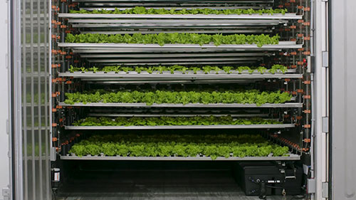 垂直农业和优质作物