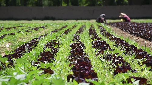 金巴尔·马斯克的城市农场