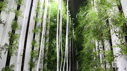 城市里的集装箱农场