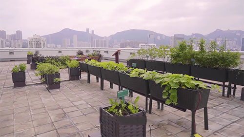 如何发展城市农业