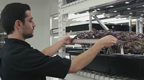 纽约大厨的城市农场