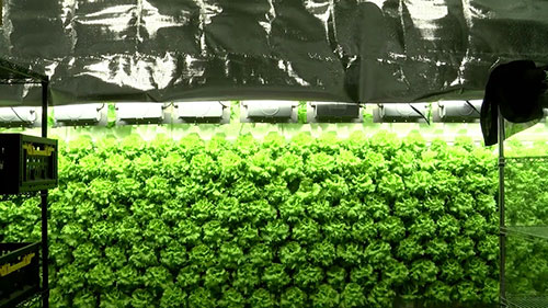 生菜的“空气栽培法”