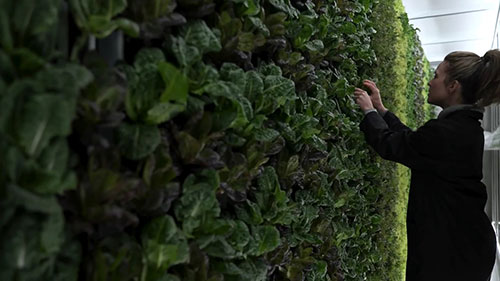 阿拉斯加州的垂直农业