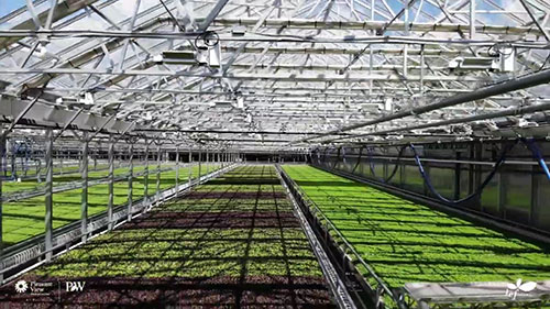 水培温室中种植蔬菜