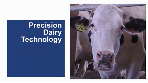 机器人监控奶牛场