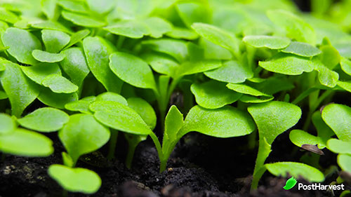 农产品生产和精准农业