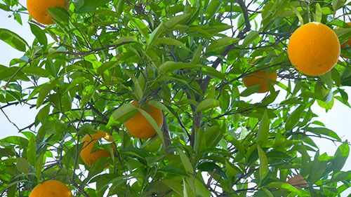 大规模农业温室