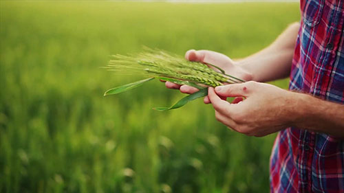 人工智能和农业未来