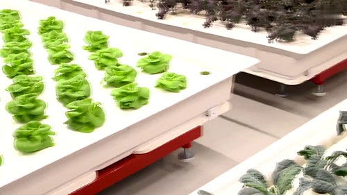 机器人单独运作的农场