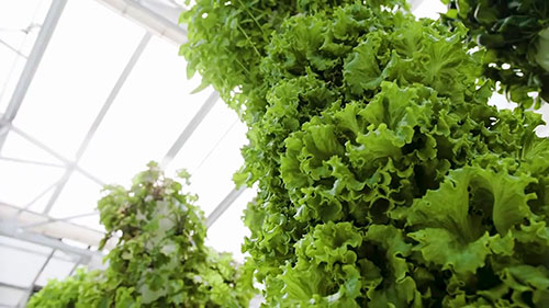 什么是气培农业