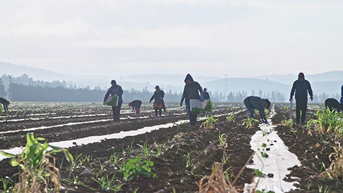 垂直农业如何运作
