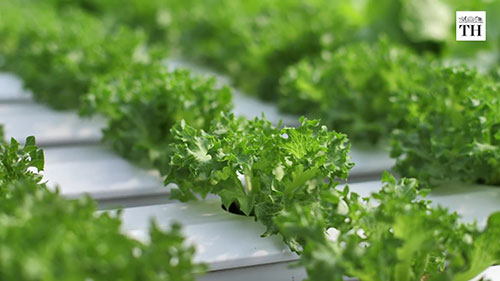 高效的水培种植法