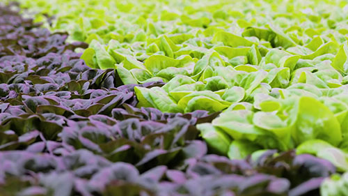 用LED灯种植生菜