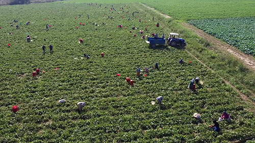 为什么荷兰的农业如此发达