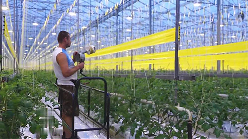 在沙漠中种植庄稼