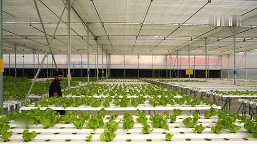 水培技术在印度