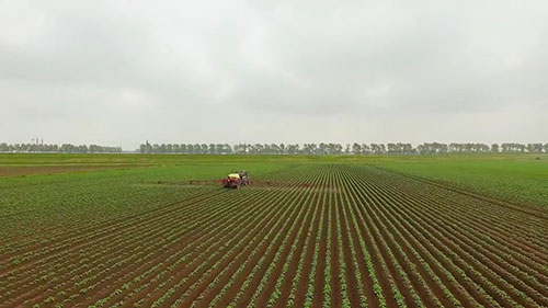 荷兰的可持续农业