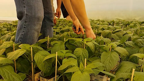 新型可持续温室