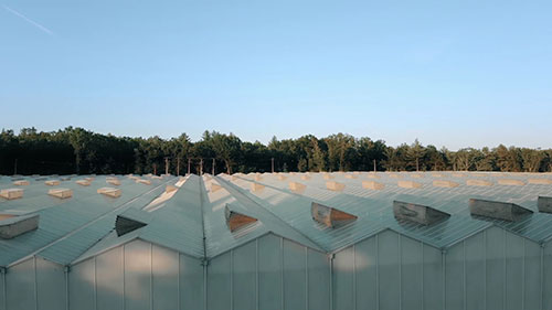 英格兰的一座温室农场