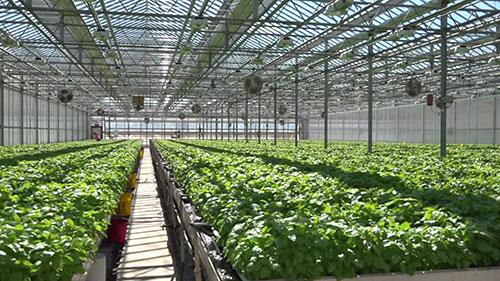 作物的可持续温室种植