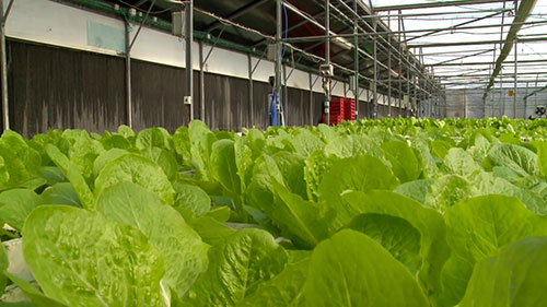 一座水培生菜温室工