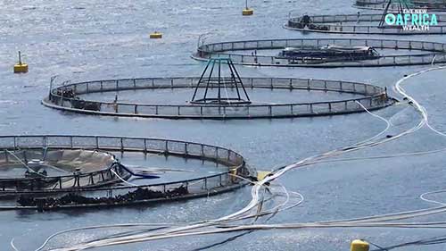 农业商业好想法