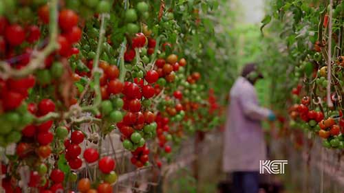 在阿巴拉契亚山区种番茄