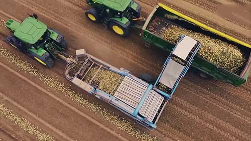 洋葱的收获和加工