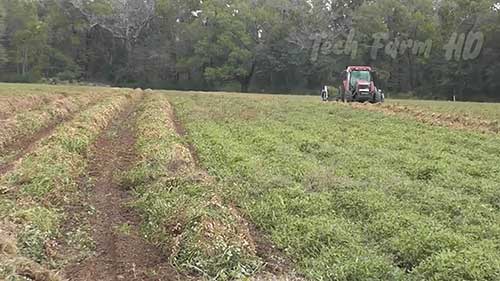 花生种植和收获方法