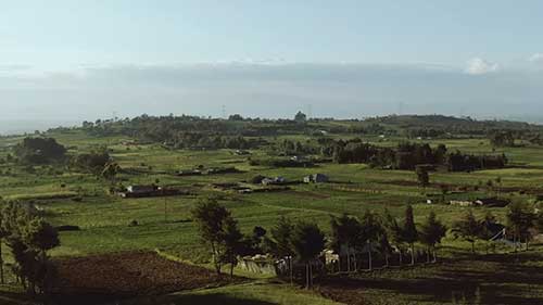 肯尼亚农民的网络销售