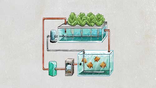 水培农场和都市农业