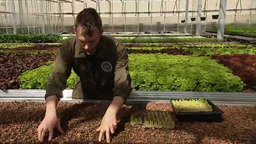 在柏林市中心种蔬菜